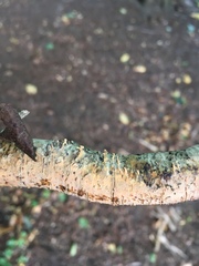 Peniophora laeta