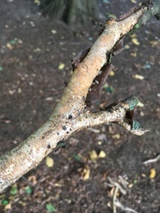 Peniophora laeta