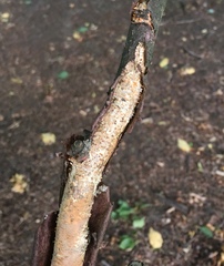 Peniophora laeta