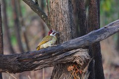Campethera bennettii bennettii