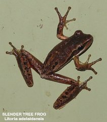 Litoria adelaidensis