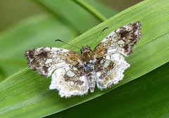 Diaeus variegata