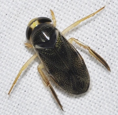 Corixa affinis