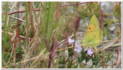 Colias electo electo
