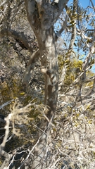 Comoranthus minor image