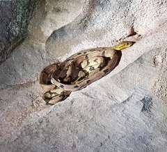 Boiga cynodon
