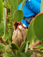 Protea stokoei