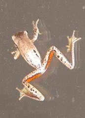 Litoria adelaidensis