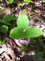 Trillium catesbaei
