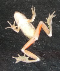 Litoria adelaidensis