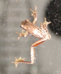 Litoria adelaidensis