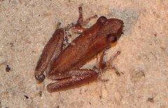 Litoria adelaidensis