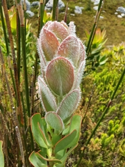 Protea stokoei