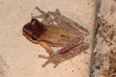 Litoria adelaidensis