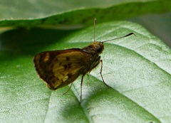 Pheraeus perpulcher