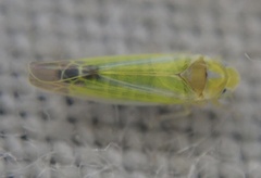 Lindbergina aurovittata