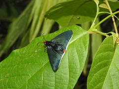 Pyrrhopyge