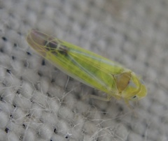 Lindbergina aurovittata