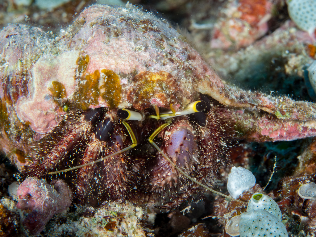 Hairy Red Hermit Crab