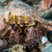 Hairy Red Hermit Crab - Photo (c) David R, some rights reserved (CC BY-NC), uploaded by David R