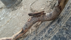 Melanoplus sanguinipes