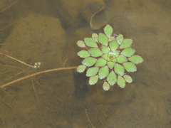 Ludwigia sedoides