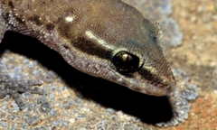 Saurodactylus harrisii