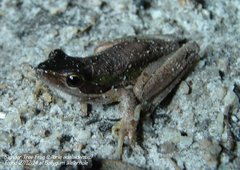 Litoria adelaidensis
