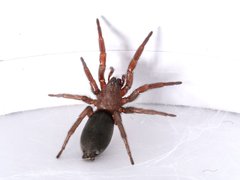 Scotophaeus