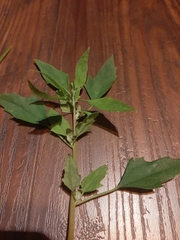Chenopodium album