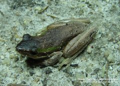 Litoria adelaidensis