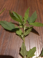 Chenopodium album