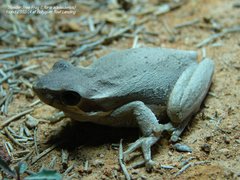 Litoria adelaidensis
