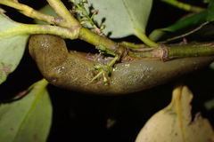 Pseudaneitea