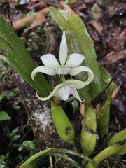 Prosthechea fragrans