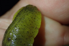 Pseudaneitea