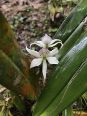 Prosthechea fragrans