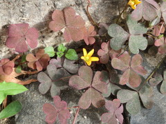 Oxalis corniculata