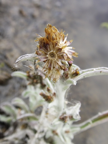 owl's crown (Gamochaeta sphacilata)