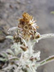 Gamochaeta sphacelata