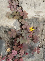 Oxalis corniculata