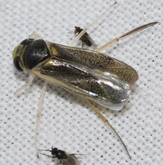 Cymatia rogenhoferi