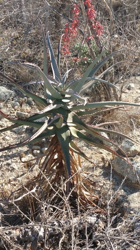 Aloe divaricata