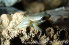 Litoria adelaidensis