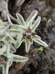 Gamochaeta sphacelata