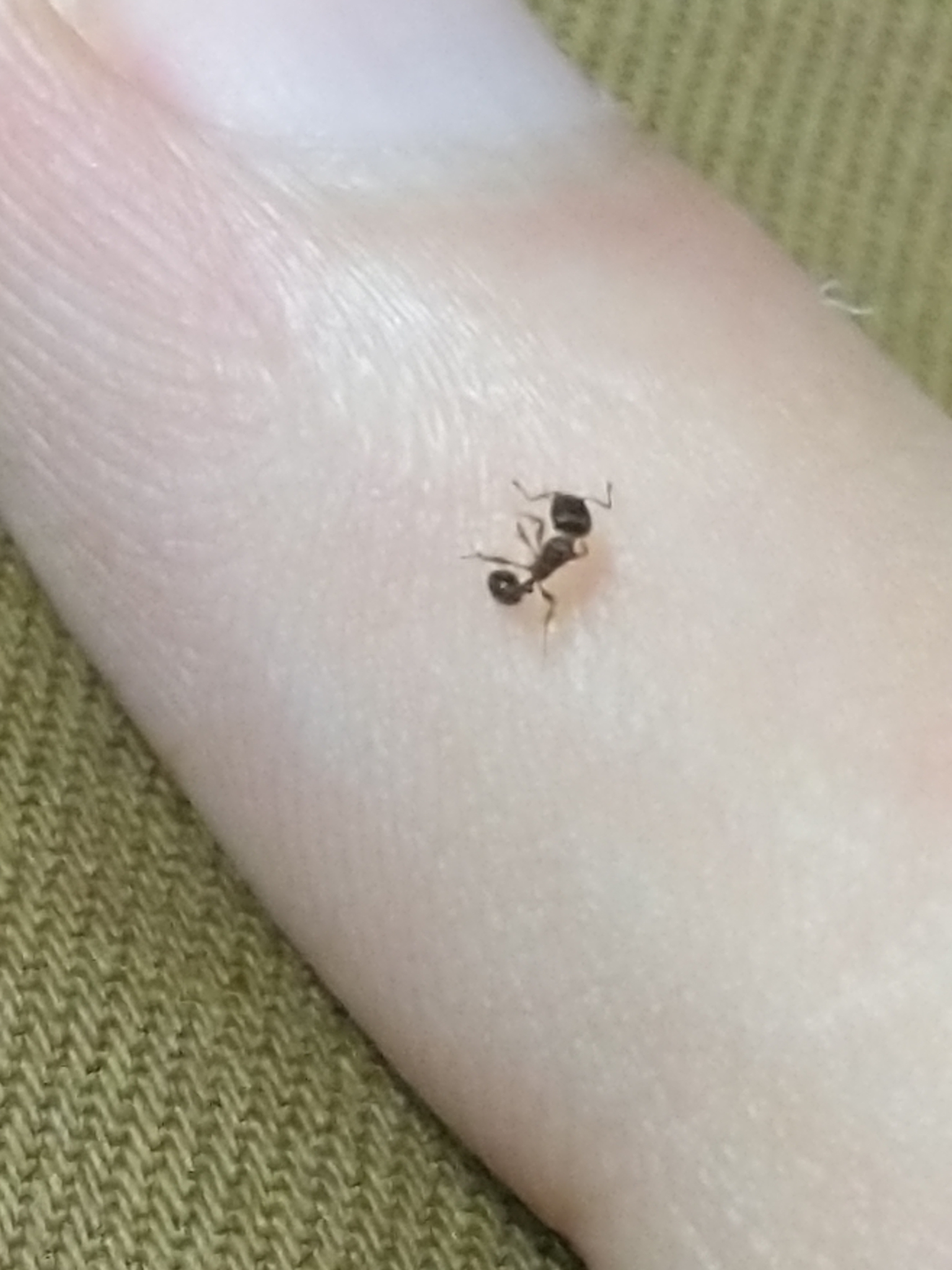 Tetramorium caespitum