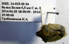 Peribalus strictus vernalis