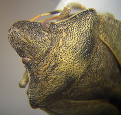 Peribalus strictus vernalis