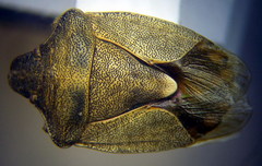 Peribalus strictus vernalis