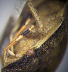 Peribalus strictus vernalis